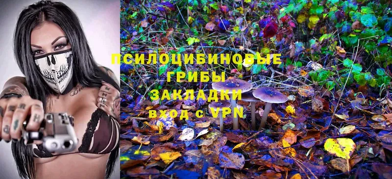 Псилоцибиновые грибы Cubensis  даркнет сайт  Бикин 